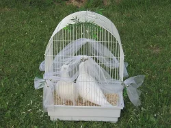 Svatební holubi Ostrava